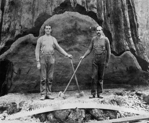 Slash & Burn Clear Cut